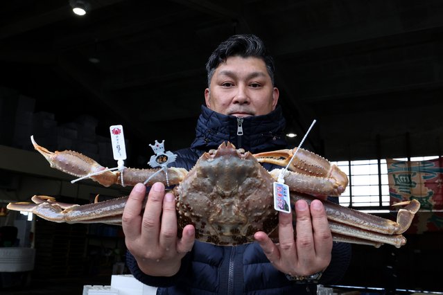 Uemura Ryosuke, 49, Uemura Japanese traditional food restaurant owner, holds 1.8 million Japanese yen worth of a “Matsuba-gani” male snow crab for a photograph after bidding during the first day of the auction at Hamasaka fishing port on November 06, 2025 in Toyooka, Hyogo prefecture, Japan. The largest male crab, weighing approximately 1.3 kilograms, sold for 1.8 million Japanese yen (about 11,725 USD) on the first day of the auction today. In an effort to protect snow crab resources in the Sea of Japan, the prefectural government has introduced restrictions to shorten the fishing season and limit the amount that can be caught. Each year snow crab fishery has been banned from March to November it was lifted from November 6 to March 20th. (Photo by Buddhika Weerasinghe/Getty Images)