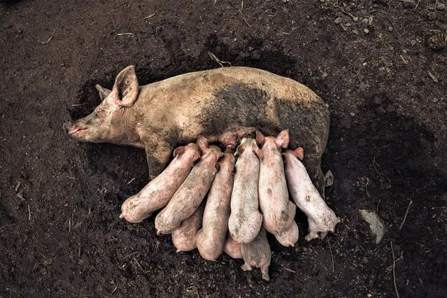 Food in the Field – Dinner is Ready. Sow taking a nap in a hole, meanwhile her piglets feed themselves in the hot weather of Palenque, close to Cartagena, Colombia. (Photo by Felipe Pizano Umana/Pink Lady Food Awards 2023)