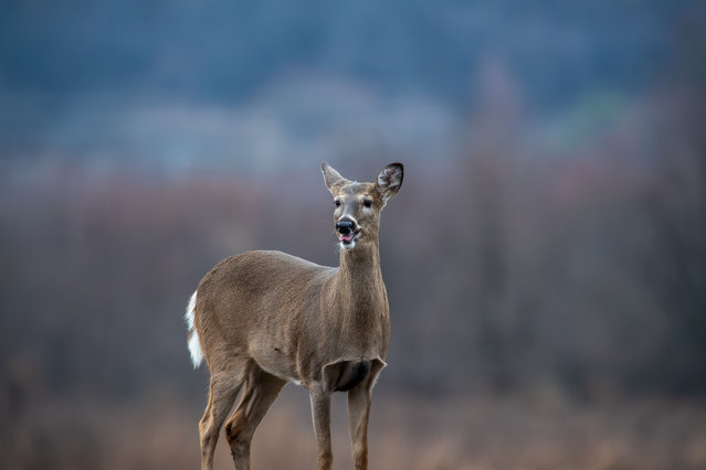 A white-tailed deer is seen during the morning hours at the Oxbow Nature Conservancy in Lawrenceburg, Indiana, on November 30, 2025. (Photo by Jason Whitman/NurPhoto/Rex Features/Shutterstock)