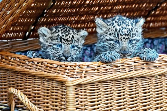 Two young China leopards look out of a wicker basket in Cottbus Zoo in Germany on January 28, 2021. Cottbus Zoo has achieved an important breeding success with the China leopards. A newly formed breeding pair has now had offspring for the first time. As is typical for leopards, the cubs spent their first weeks completely undisturbed in the litter box and are now beginning to explore their surroundings and also the outdoor enclosure. (Photo by Patrick Pleul/dpa)