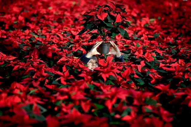 Edite Galite from Latvia, holds up one of her many Poinsettia plants ready to be dispatched for the Christmas season at the Pentland Plants garden centre, November 18, 2016, in Loanhead, Scotland. The garden centre grows around 100,000 poinsettias, a traditional Christmas house plant. (Photo by Jeff J. Mitchell/Getty Images)