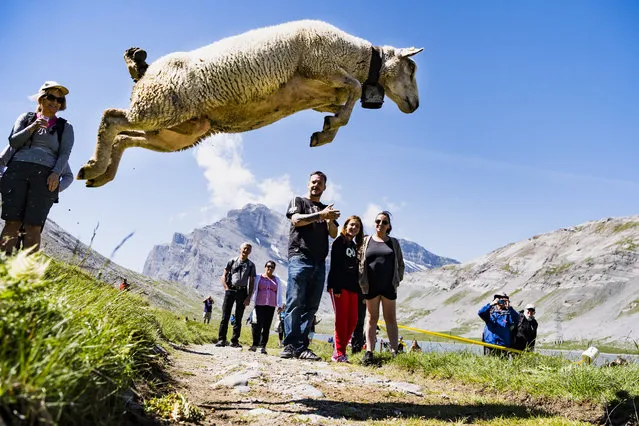 About 700 sheep are gathered for the annual shepherds' festival near the Gemmi Pass, between Kandersteg and Leukerbad, Switzerland, 29 July 2018. During the festival shepards and farmers meet, watched by spectators who witness sheep running down steep cliffs to Lake Dauben. (Photo by Jean-Christophe Bott/EPA/EFE)
