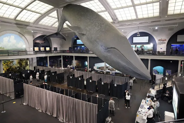COVID-19 vaccination cubicles are set up under the 94-foot-long, 21,000-pound model of a blue whale, in the Milstein Family Hall of Ocean Life, at the American Museum of Natural History, in New York, Friday, April 23, 2021. Appointments are no longer necessary at any of the coronavirus vaccination sites run by New York City. New York City Mayor Bill de Blasio announced Friday that anyone eligible for the vaccine could walk up to any of the city's mass vaccination sites and get a shot. The change comes as supplies of the vaccine have increased. (Photo by Richard Drew/AP Photo)