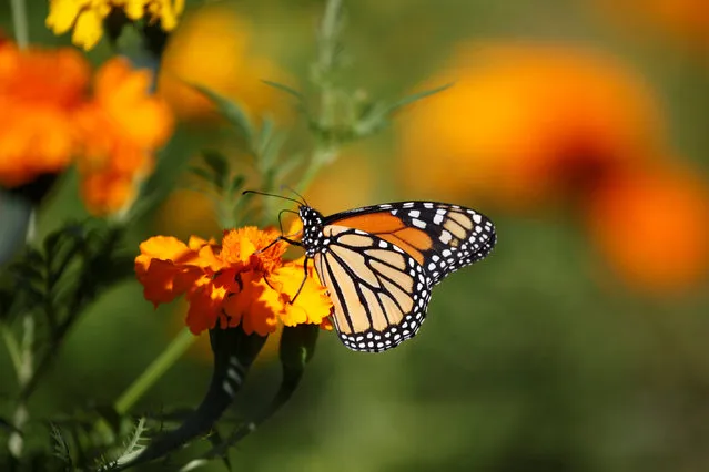 A monarch butterfly is pictured as it sits on a Cempasuchil Marigold, a flower used during Mexico's Day of the Dead celebrations, in Ciudad Juarez, Mexico, October 26, 2016. (Photo by Jose Luis Gonzalez/Reuters)