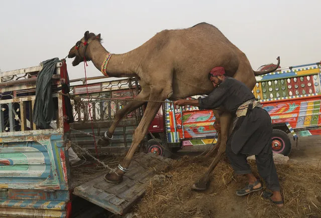 A Pakistani owner tries to load camel on a truck at a cattle market set up for the upcoming Muslim festival Eid al-Adha in Karachi, Pakistan, Friday, August 17, 2018. Eid al-Adha, or Feast of Sacrifice, most important Islamic holiday marks the willingness of the Prophet Ibrahim (Abraham to Christians and Jews) to sacrifice his son. (Photo by Shakil Adil/AP Photo)