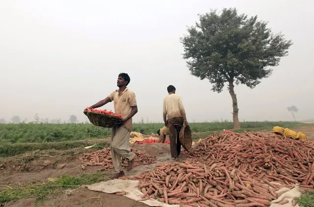 Farmers harvest carrots during harvest season at a farm on the outskirts of Faisalabad, Pakistan, December 8, 2015. (Photo by Fayyaz Hussain/Reuters)