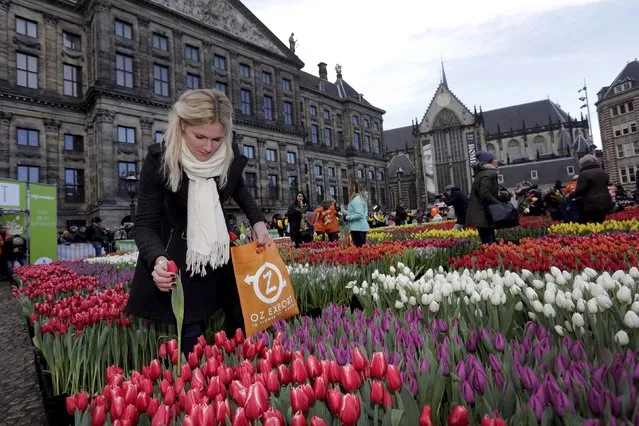 A woman picks tulips that were placed in front of the Royal Palace at the Dam Square to celebrate the beginning of the tulip season in Amsterdam, the Netherlands January 16, 2016. (Photo by Michael Kooren/Reuters)