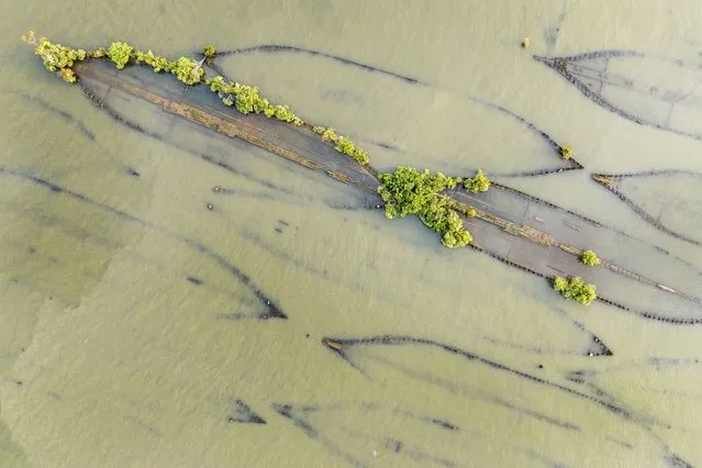 An aerial view shows trees and brush growing up out of the remains of the shipwrecked Yawah, just one of more than 200 ships in the Ghost Fleet at the Mallows Bay Park in Nanjemoy, Maryland, on August 22, 2023. The Yawah ventured to Europe and back until being caught up in the Great Ship Tie-up of 1920 in the James River, and was brought to Mallows Bay, the home of the largest number of visible historic shipwrecks in the Western Hemisphere. These unique sites are evolving into veritable islands and artificial habitats for birds, animals and fish of all kinds. (Photo by Jim Watson/AFP Photo)