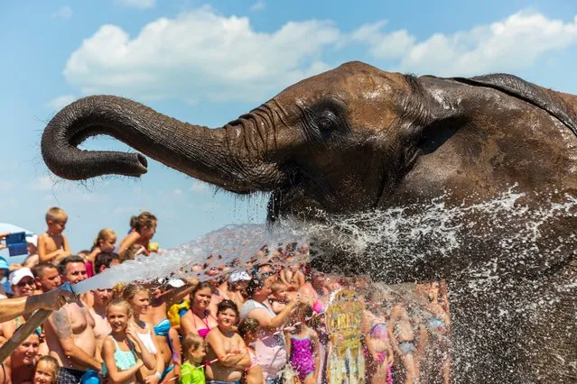 Hungarian National Circus elephants are sprayed with water during a promotional event in Balatonlelle, Hungary on July 14, 2018. (Photo by Balazs Mohai/EPA/EFE/Rex Features/Shutterstock)