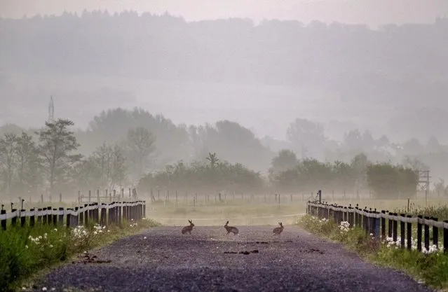 Hares sit on a race track of a stud farm in Wehrheim near Frankfurt, Germany, early Tuesday, May 9, 2023. (Photo by Michael Probst/AP Photo)