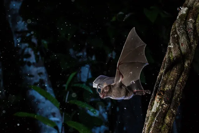 Individuals and populations winner. Flying in the Rain, photographed in Manaus, Brazil. Seba’s short-tailed bat is one of the most common species in the Amazon region and is abundant in young forests and regrowth vegetation, where it feeds on juicy fruits from pioneering plants such as Vismia or Cecropia. The Seba’s short-tailed bat is one of those common species that many people forget. However, most of the essential ecosystem services on which our survival depends, such as seed dispersal, forest regeneration and recovery, will be carried out by species such as this one. (Photo by Adrià López Baucells/University of Lisbon/British Ecological Society)