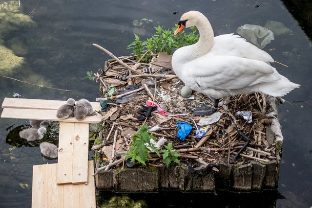 A swan and its cygnets are seen in a nest made partly of rubbish from the lake near Queen Louise's Bridge in Copenhagen, Denmark May 28 2018. (Photo by Mads Claus Rasmussen/Ritzau Scanpix via Reuters)