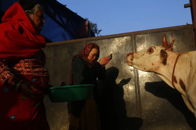 Hindu devotees worship a cow during the Tihar festival in Kathmandu, Nepal, Wednesday, November 7, 2018. Cows are considered sacred to Hindus and are worshipped during the festival, one of the most important Hindu festivals that is also dedicated to the worship of Hindu goddess of wealth Lakshmi. (Photo by Niranjan Shrestha/AP Photo)