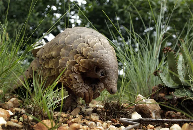 In this photo taken on Friday, February 15, 2019, a pangolin looks for food on a private property in Johannesburg, South Africa. As World Pangolin Day is marked around the globe, Saturday, some conservationists in South Africa are working to protect the endangered animals, including caring for a few that have been rescued from traffickers. (Photo by Themba Hadebe/AP Photo)