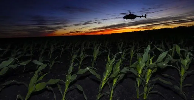 Helicopters fly over Benton Tyson's field of corn between Belle Glade and Pahokee before dawn in an attempt to keep the crops from freezing, on January 17, 2014. (Photo by Lannis Waters/The Palm Beach Post)