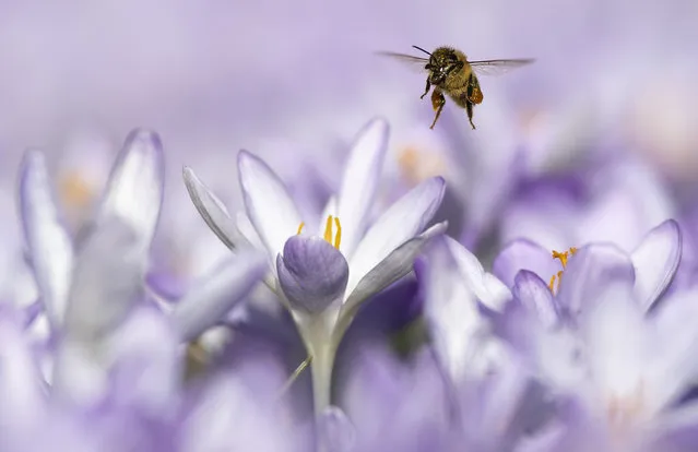 A bee foraging around flowers on a warm winter's day, Wednesday, February 27, 2019 at Bern, Switzerland. The unseasonably warm weather seems to have bought the seasons forward by some weeks, revealing a spring view while still being in winter. (Photo by Anthony Anex/Keystone)