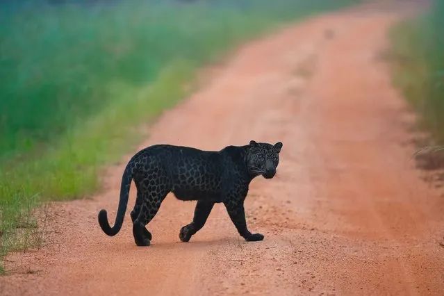 A black panther locks eyes with a photographer as it patrols a road at the Tadoba-Andhari Tiger Reserve in Maharashtra, India in January 2024. (Photo by Narayan Malu/Media Drum Images)