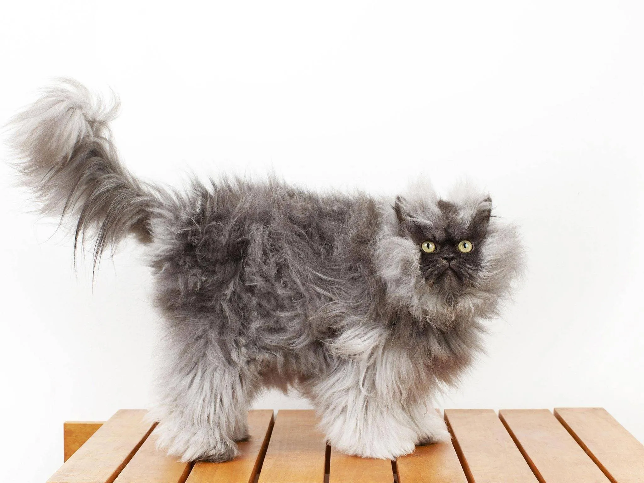 Кошки чрезвычайно терпеливы. Персидская длинношерстная кошка Джуно. Британская длинношёрстная кошка. Персидская Сибирская длинношерстная. Персидская длинношерстная шиншилла.