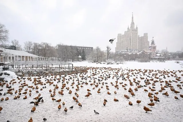 Ducks, including ruddy shelducks, are seen in a partially frozen pond at the Moscow Zoo in Moscow on February 13, 2024, as the zoo celebrates its 160th anniversary. (Photo by Natalia Kolesnikova/AFP Photo)