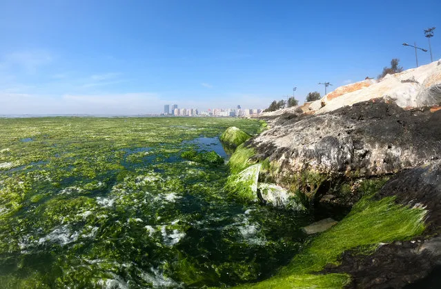 A view of Bostanli coast covered with sea ââlettuce (Ulva lactuca) spreading in Gulf of Izmir, Turkey on October 10, 2021. Sea lettuce, which grows due to the increasing of nitrogen and phosphorus because of water pollution, covered water surface of the lagoon, which hosts bird species, as well as the northern shores of the bay. (Photo by Mahmut Serdar Alakus/Anadolu Agency via Getty Images)