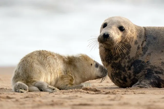 A grey seal with her newborn pup on the beach at Horsey in Norfolk on Friday October 29, 2021, as the pupping season begins at one the UK's most important sites for the mammals. (Photo by Joe Giddens/PA Images via Getty Images)