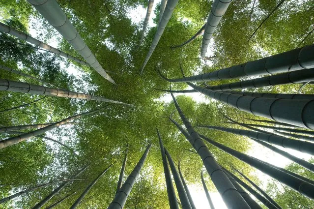 A moso bamboo canopy in Shunan Zhuhai national park (Sichuan province, China). Moso bamboo (Phyllostachys edulis) is a giant grass capable of adding up to a metre per day, making it one of the fastest-growing plants. This temperate bamboo reaches harvestable size in just five years, so as new shoots are formed annually, the fully grown culms can be harvested each year, which opens up the canopy for younger plants to reach maturity. Eucalyptus trees take 15 years before they are harvested and conifers such as pine, fir, spruce and larch about 40 years. (Photo by Heather Angel/naturepl.com/LDY Agency)