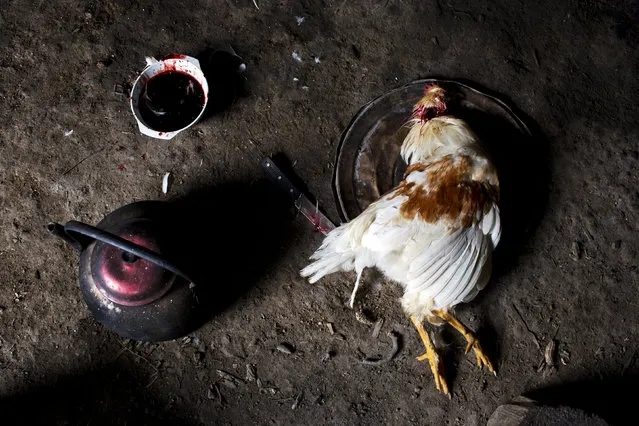In this March 15, 2015 photo, a slaughtered chicken sits on a pan lid, to be used in a soup for a special dinner marking the second anniversary of the death of Yuri Galvez, in La Mar, province of Ayacucho, Peru. Galvez, 25, was killed in March 2013 during a cocaine smuggling trip. Deaths of cocaine backpackers often go unreported. Bodies lack identification papers, and villagers quietly bury them. (Photo by Rodrigo Abd/AP Photo)