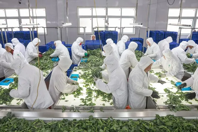 The photo taken on March 21, 2024 shows employees selecting vegetables for exportation at a food factory in Nantong, in eastern China's Jiangsu province. (Photo by AFP Photo/China Stringer Network)