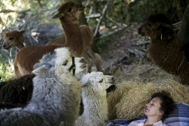 Lisa Vella-Gatt, 46, rests next to alpacas at her farm near Benfeita, Portugal May 11, 2015. (Photo by Rafael Marchante/Reuters)