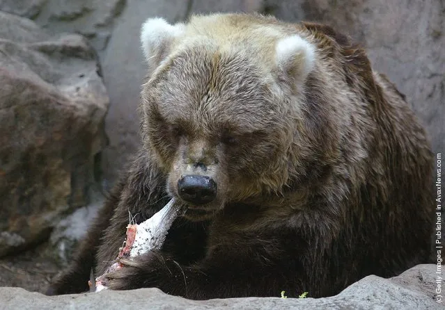 Bear Eat Fish