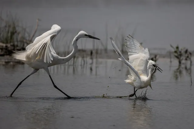 Two egrets fight over a mudskipper in the Mai Po Nature Reserve in Hong Kong, China, 21 April 2021. The reserve is situated in the area of 1,500 hectares of wetlands around Mai Po and Inner Deep Day, facing Shenzhen, formally designated “Wetland of International importance” under the Ramsar Convention. Some parts of the reserve, such as floating bird-hides, are in the Frontier Closed Area and a special permit is needed to be granted access. (Photo by Jerome Favre/EPA/EFE)