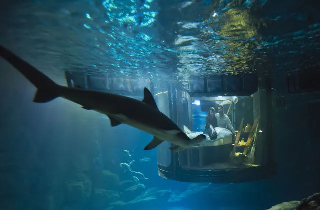 Contest winners Irish Hanah Simpson, left, and British Alastair Shipman look at a shark as they sit in a underwater bedroom, housed in a shark tank at the Aquarium de Paris, France, Monday, April 11, 2016. The San Francisco-based house-sharing company Airbnb and the Aquarium de Paris offer to the worldwide contest winners a night in a underwater bedroom with sharks and fishes next to the Eiffel tower. (Photo by Michel Euler/AP Photo)