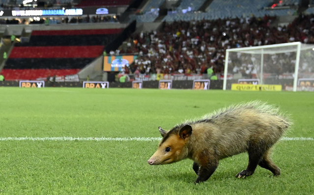 A gambá, or possum strays on to the pitch before the Copa do Brasil football match between Flamengo v Amazonas at the Maracanã stadium in Rio de Janeiro, Brazil on May 1, 2024. (Photo by Andre Ricardo/Sports Press Photo/Rex Features/Shutterstock)