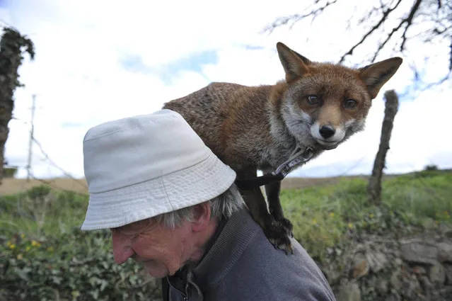 Patsy Gibbons takes his two rescue foxes, Grainne and Minnie (unseen), for a walk in Kilkenny, Ireland April 25, 2016. Gibbons nursed the foxes back to health after they were found abandoned as injured cubs, and they have stayed with him since. (Photo by Clodagh Kilcoyne/Reuters)