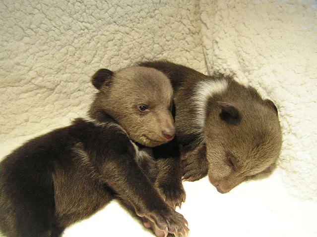 Couple Adopts Twin Bear Cubs Rejected By Their Mother
