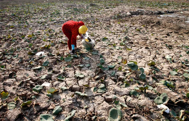 In this March 24, 2016 photo, a woman collects dried lotus leaves for her traditional medicine at Chreh village outside Phnom Penh, Cambodia. Much of Southeast Asia is suffering its worst drought in 20 or more years. Tens of millions of people in the region are affected by the low level of the Mekong, a rice bowl-sustaining river system that flows into Laos, Thailand, Cambodia and Vietnam. (Photo by Heng Sinith/AP Photo)