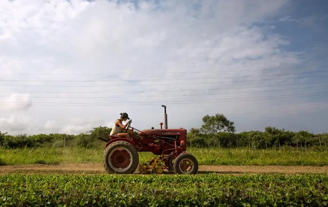 Farmer Isabel Milligan drives a tractor as she weeds and transplants crops on the farm in Amagansett, New York, U.S., July 11, 2019. Women and non-binary people are part of a growing cadre of gender-diverse college graduates in their 20s and 30s who are changing the face of organic agriculture, running some of the best-known organic farms on Long Island. (Photo by Lindsay Morris/Reuters)