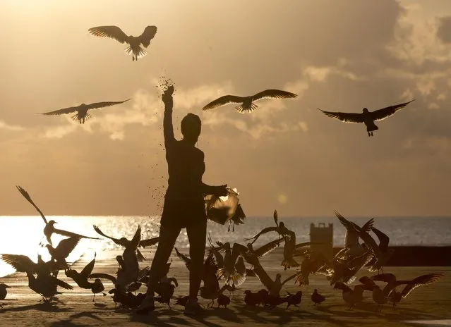 Noreen Clar of Surfside, Fla., feeds birds as the sun rises, Tuesday, April 5, 2016, in Bal Harbour, Fla. (Photo by Wilfredo Lee/AP Photo)