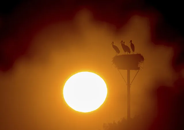 Storks stand in their nest as the sun rises in Lebus, eastern Germany,Friday, July 26, 2019. (Photo by Patrick Pleul/dpa via AP Photo)