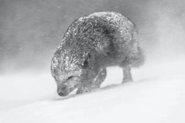 An Arctic fox walking through a snowstorm in Iceland. The gold winner in the black and white category. (Photo by Vince Burton/World Nature Photography Awards)