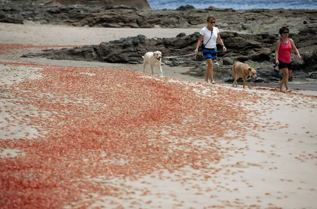 Sylvie Bergeron, of San Diego, at left, and her sister Line Bergeron, of Quebec, walk with their dogs next to tuna crabs that washed up onto the beach at Shaw's Cove on Friday, May 13, 2016 in  Laguna Beach, Calif.  (Photo by Kevin Sullivan/The Orange County Register via AP Photo)