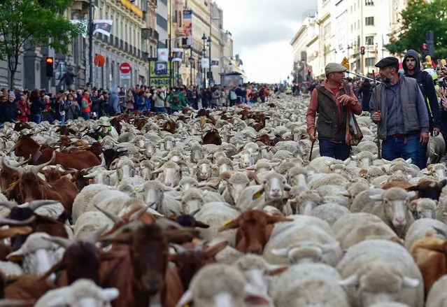 Shepherds herd flocks of sheep in the city center of Madrid on October 20, 2019. Shepherds guided a flock of around 2,000 sheep through the streets of Madrid today in defence of ancient grazing and migration rights increasingly threatened by urban sprawl. (Photo by Oscar Del Pozo/AFP Photo)