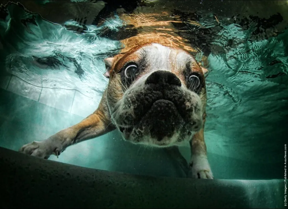 Seth Casteel – Underwater Dog Photographer