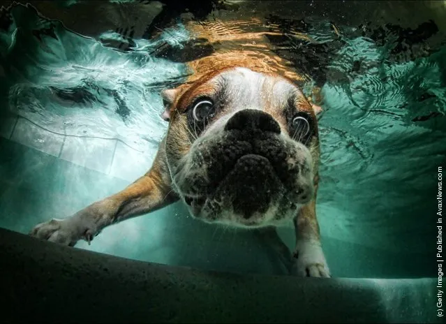 underwater dogs seth casteel