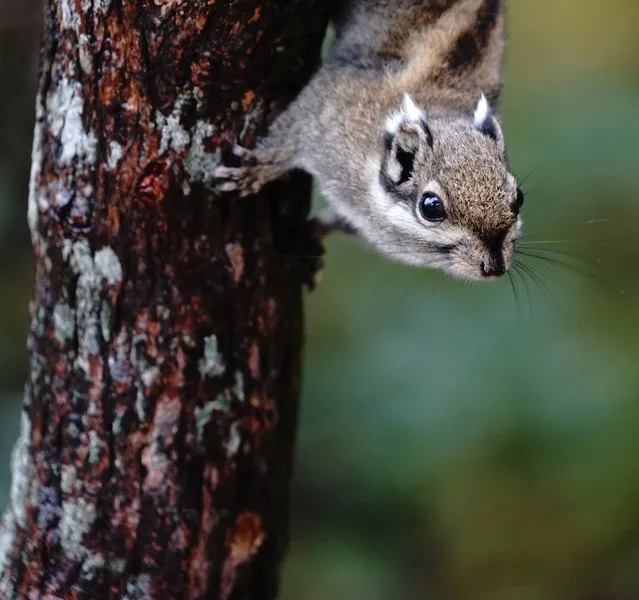 A squirrel in a tree at Shudu lake in Yunnan province in south-west China on October 24, 2019. (Photo by Costfoto/Barcroft Media)