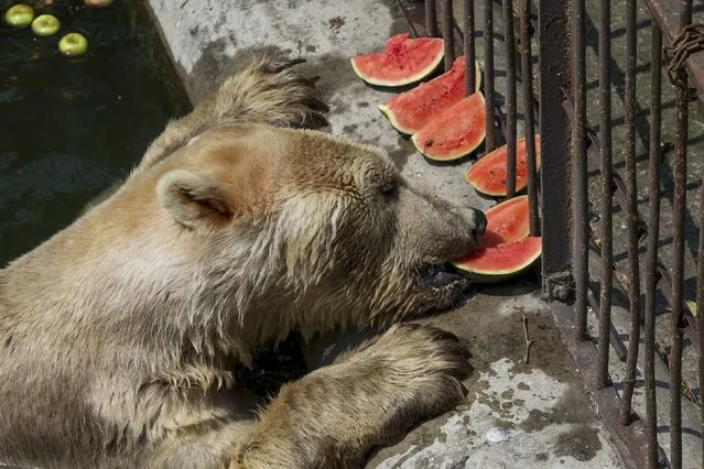 Cezar, a 32 year old polar bear eats a watermelon in its enclosure in Belgrade's zoo, Serbia, July 20, 2015. (Photo by Marko Djurica/Reuters)
