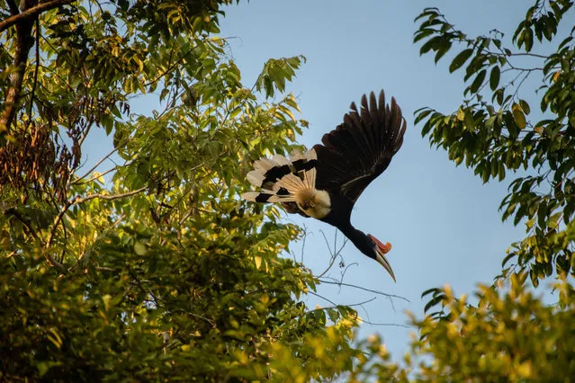 A rhinoceros hornbill flies in the jungle canopy along the Kinabatangan river in Sabah, Borneo. Deforestation in Malaysia and Indonesia has endangered wildlife, which depends on forest connectivity to survive, by isolating it from large foraging grounds. Now, some plantations are working with WWF Malaysia to create ecological corridors to enable the animals, especially the endangered Borneo elephant, to travel between forest patches. (Photo by Chris J. Ratcliffe/WWF UK)