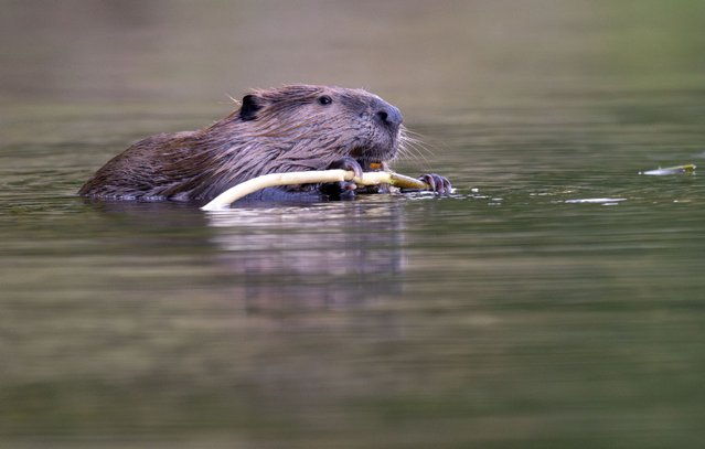 A North American beaver feeds on the bark of a branch along the Umpqua River near Elkton in rural southwestern Oregon on July 15, 2024. The North American beaver is one of the official national wildlife of Canada symbols and is the official state mammal of Oregon and New York. (Photo by Robin Loznak/ZUMA Press Wire/Rex Features/Shutterstock)