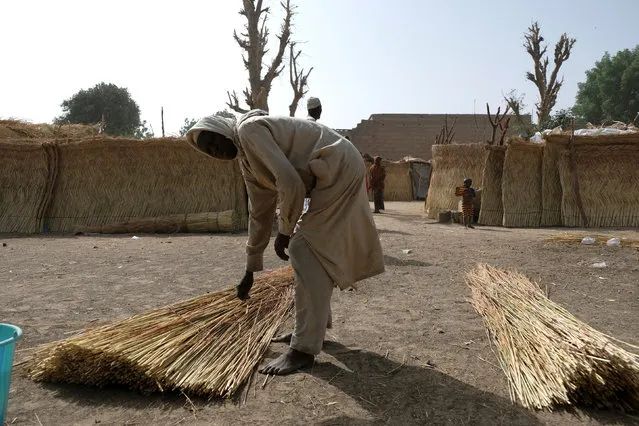 A refugee gathers thatch for the makeshift shacks at Muna Garage in the city of Maiduguri, Nigeria February 16, 2017. (Photo by Paul Carsten/Reuters)