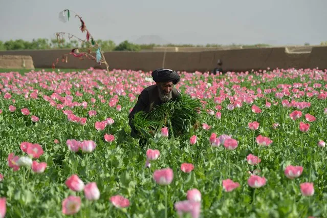 A farmer works at a poppy field in the Zhari district of Kandahar on March 14, 2022. (Photo by Javed Tanveer/AFP Photo)